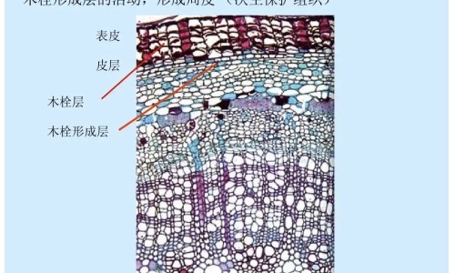 枫香学名专区_枫香脂的功效与作用及禁忌是什么专区_枫胶香功效网