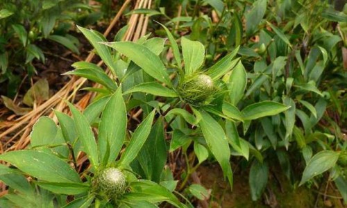 枫香学名专区_枫香脂的功效与作用及禁忌是什么专区_枫胶香功效网